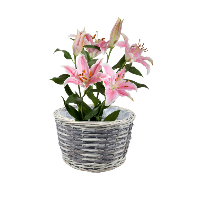 WILLOW PRODUCTS