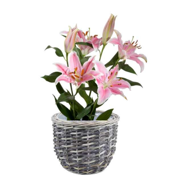 WILLOW PRODUCTS