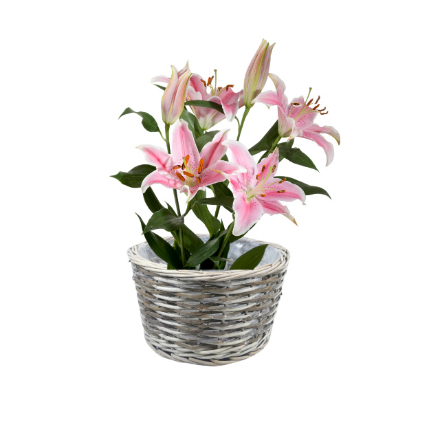 WILLOW PRODUCTS